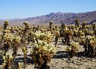 Joshua Tree